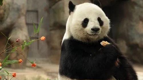 美国爆料熊猫乐乐视频,萌态可掬引网友热议 第2张 美国爆料熊猫乐乐视频,萌态可掬引网友热议 第2张