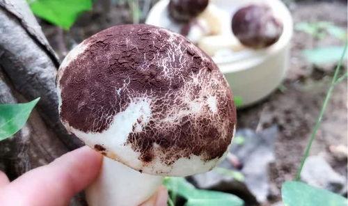 蘑菇视频爆料黑料吃瓜51,揭秘黑料吃瓜51背后的真相 第3张 蘑菇视频爆料黑料吃瓜51,揭秘黑料吃瓜51背后的真相 第3张